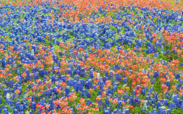 istock Texas bluebonnet and Indian Paintbrush wildflowers 1146162838
