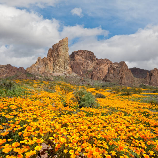 Sitgreaves Pass, at 3586 feet above sea level, is where the historic Beale's Wagon Road crossed the Black Mountains of Mohave County, Arizona, USA. When Edward Fitzgerald Beale built his wagon road over the pass, he named it John Howells Pass for one of the men in his expedition of October, 1857. Subsequently, the pass was named for Captain Lorenzo Sitgreaves who led the 1851 Expedition Down the Zuni and Colorado Rivers. Years later the pass was used for the famous Route 66 between Los Angeles and Chicago. The narrow two lane highway is still in use today. In the early spring, the area around Sitgreaves Pass is dominated by wild California Poppies which fill the meadows with a dense carpet of orange.