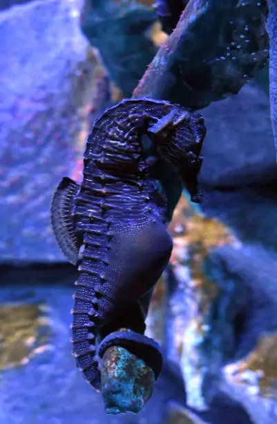 big-belly seahorse or pot-bellied seahorse, Hippocampus abdominalis