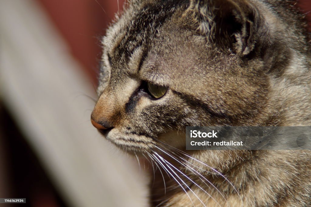 cat cat misaki kanagawa miura Animal Stock Photo