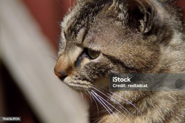 Cat Stock Photo - Download Image Now - Animal, Brown, Close-up