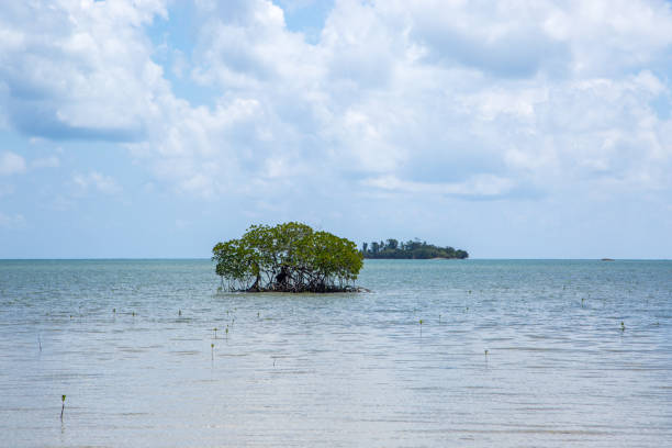 Mangroves line the shoreline of Pulau Libaran, adapting to the saline water of the Sulu Sea along the north shore of Borneo.