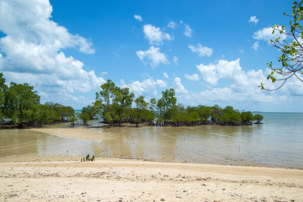 istock Malaysia: Mangroves at Pulau Libaran 1146164353