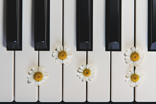 Piano Keyboard and Chamomile Flowers. Top View, Close Up. Romance, Concept