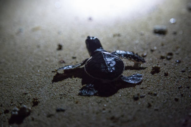 istock Malaysia: Green Sea Turtle Hatchlings 1146164544