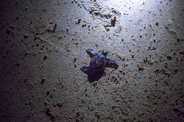 istock Malaysia: Green Sea Turtle Hatchlings 1146166797