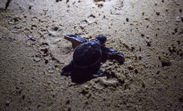 istock Malaysia: Green Sea Turtle Hatchlings 1146167386