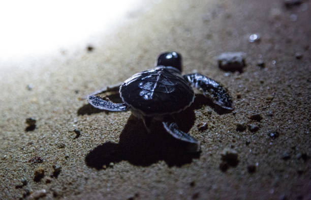 istock Malaysia: Green Sea Turtle Hatchlings 1146170792