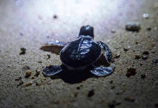 istock Malaysia: Green Sea Turtle Hatchlings 1146170880