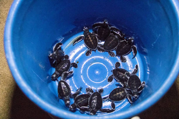istock Malaysia: Green Sea Turtle Hatchlings 1146170925