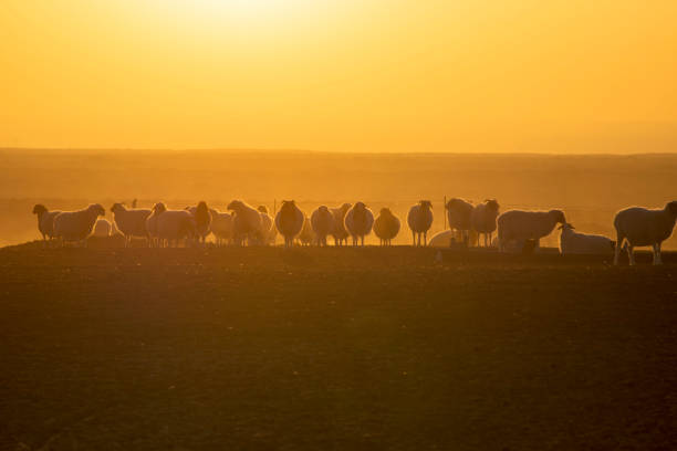 istock ranch scenery at sunset and the beautiful sky at sunset. 1146172893