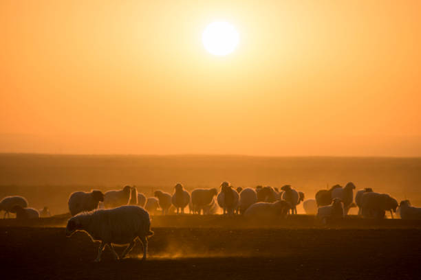 istock ranch scenery at sunset and the beautiful sky at sunset. 1146172958