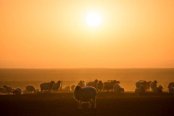 istock ranch scenery at sunset and the beautiful sky at sunset. 1146172961