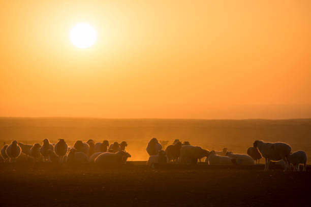 istock ranch scenery at sunset and the beautiful sky at sunset. 1146172966