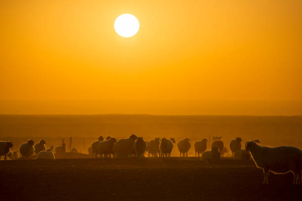istock ranch scenery at sunset and the beautiful sky at sunset. 1146172971