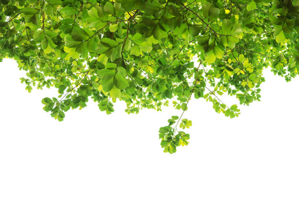 istock Fresh light green leaves on white background for design. 1146176439