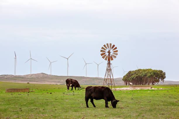 istock Windmill And Wind Turbines With Cows 1146178750
