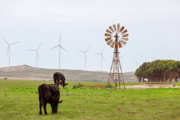 Windmill And Wind Turbines With Cows