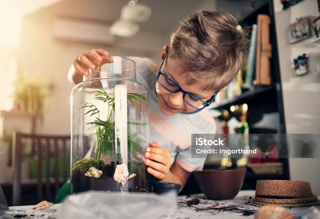 Little boy making plant bottle garden Little boy creating bottle garden at home. The boy has just finished potting little plants inside bottle to create miniature living eco-system and beautiful home decoration.
Nikon D850 Child Stock Photo