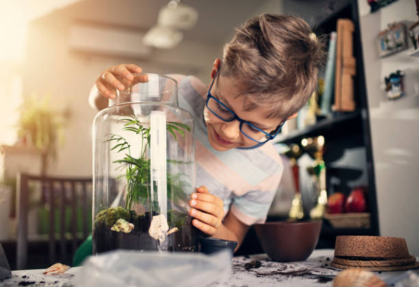 Little boy making plant bottle garden Little boy creating bottle garden at home. The boy has just finished potting little plants inside bottle to create miniature living eco-system and beautiful home decoration.
Nikon D850 terrarium stock pictures, royalty-free photos & images