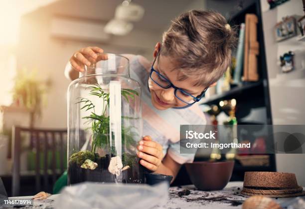 Little Boy Making Plant Bottle Garden Stock Photo - Download Image Now - Child, Environmental Conservation, Terrarium