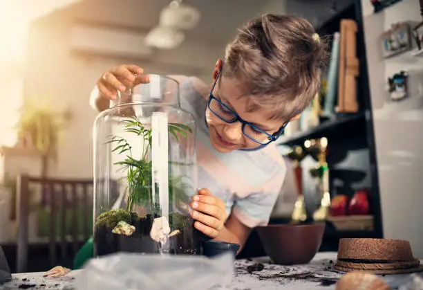 Little boy creating bottle garden at home. The boy has just finished potting little plants inside bottle to create miniature living eco-system and beautiful home decoration.
Nikon D850