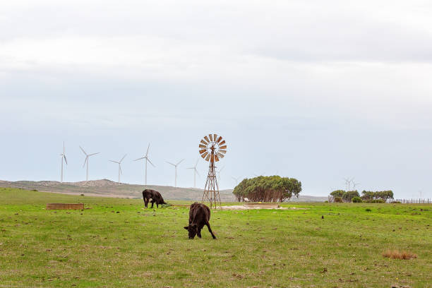 istock Windmill And Wind Turbines With Cows 1146178938