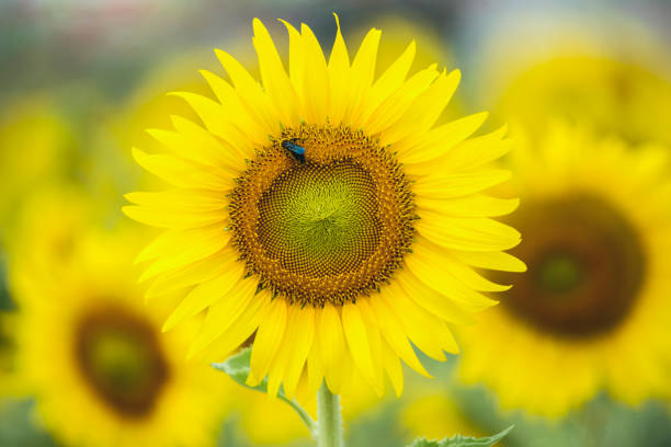 istock Flower of summer 1146179028