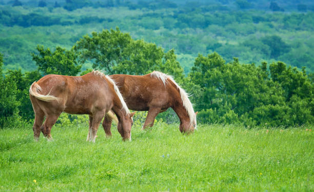 dos caballos belgas de barril en verdes pastos de primavera de texas - belgian horse fotografías e imágenes de stock