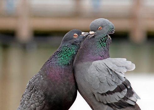 Close frame of two pigeons stood together and one is leaning into the the other , beak touching beak , chest touching chest and both their eyes are closed as if sharing a tender moment and a kiss