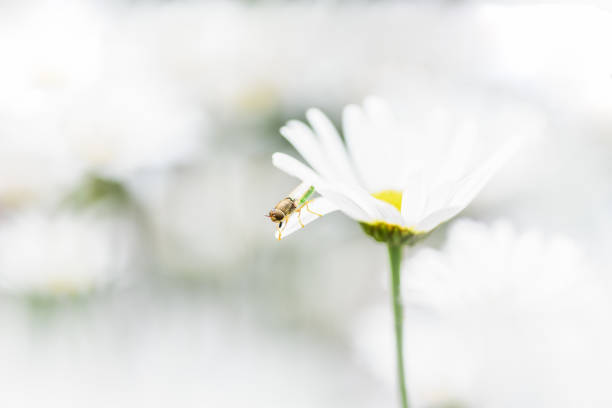 istock Bee, beekeeper sits on a flower chamomile and collects pollen. 1146182134