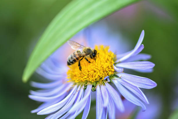 istock Bee collects nectar on a purple flower.  Macro photography 1146185196