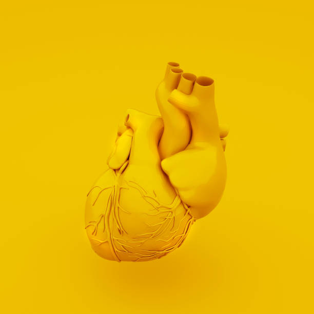 istock Yellow Anatomical Heart Concept. 3D illustration 1146186367