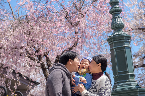 Happy family having fun outdoors, Asian mother and father kissing their cute little 2 - 3 years old toddler boy son in blossom spring garden sightseeing sakura or cherry blossom in Tokyo, Japan