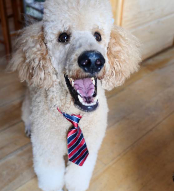 istock Dogs at Home 1146189317