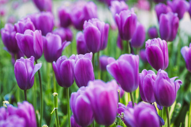 istock Group purple tulips. Beautiful tulip in a flowerbed. 1146190385