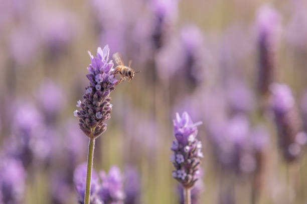 istock Bee flies over wildflowers 1146191910