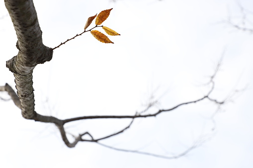 The last leaf, preparing for the winter