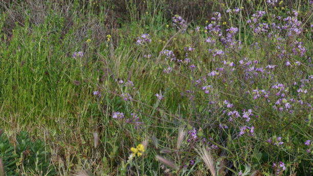 istock Morning Glory Wildflowers 1146193110