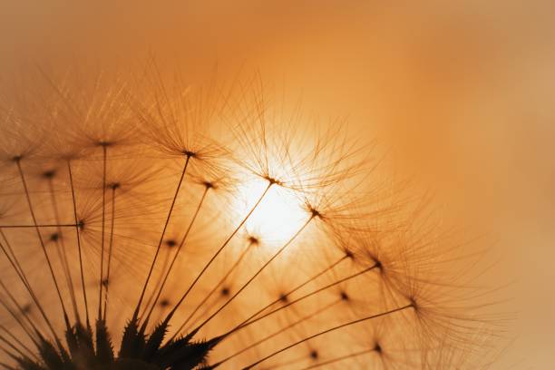 istock Beautiful sunset with dandelion silhouette, blurred nature 1146193883