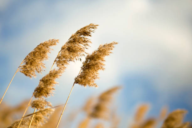 istock Reeds in the blowing wind with blue sky 1146193950