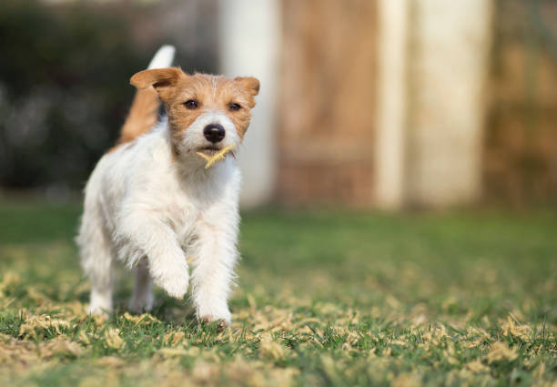 istock Happy running pet dog playing in the grass 1146193988