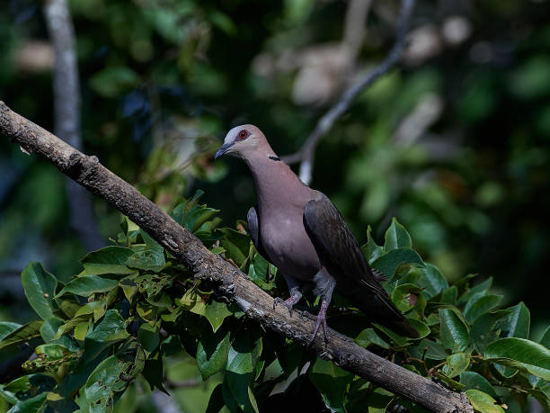 istock Red-eyed dove (Streptopelia semitorquata) 1146195134