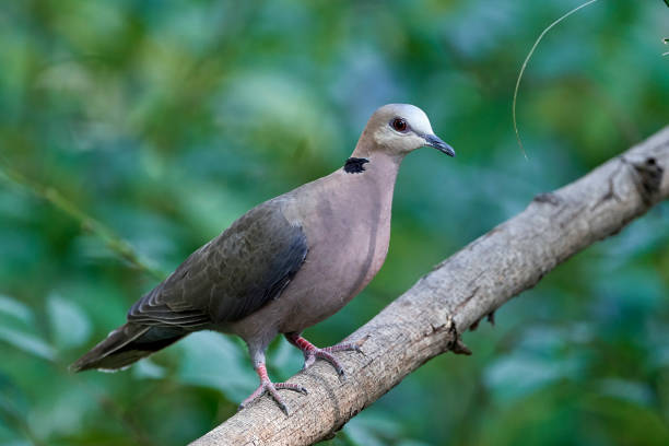 istock Red-eyed Dove (Streptopelia semitorquata) 1146195173