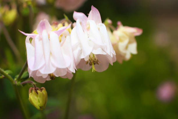 istock Pink aquilegia or columbine 1146195431