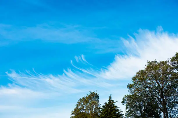 Unusual, strange cloud formation over a blue sky with chemtrails, contrails and trees.