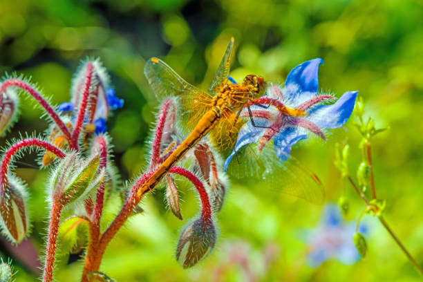 istock Yellow with black dragonfly on a flower, spring, summer landscape, 1146197173