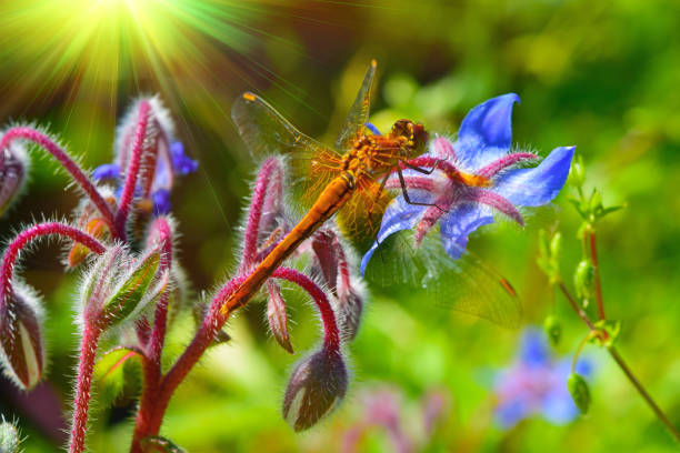 istock Yellow with black dragonfly on a flower, spring, summer landscape, 1146197244