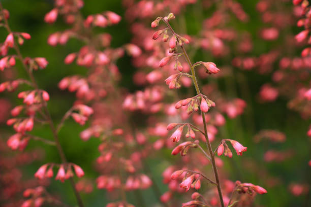 Heucheras blooming in the garden stock photo