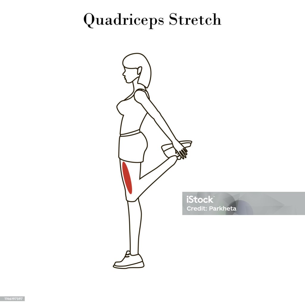 Quadriceps stretch exercise outline Quadriceps stretch exercise outline on the white background. Vector illustration Quadriceps Muscle stock vector